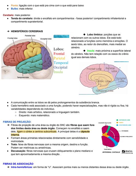 Solution Neuroanatomia Studypool