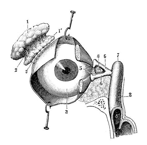 210 Lacrimal Gland Stock Illustrations Royalty Free Vector Graphics