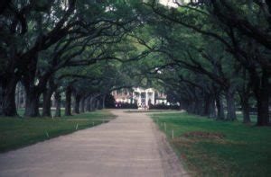 Boone Hall Plantation And Gardens What To Look For Here