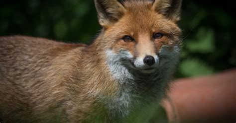 Fox with rabies caught in Fairfax County