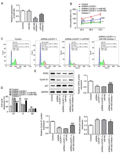 Mir 493 Silencing Blocks The Suppressive Effect Of Lucat1 Knockdown