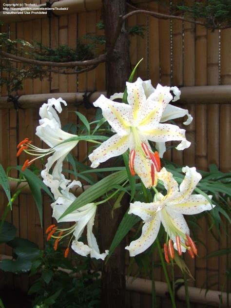 PlantFiles Pictures: Oriental Lily 'Nippon' (Lilium) by Tsubaki
