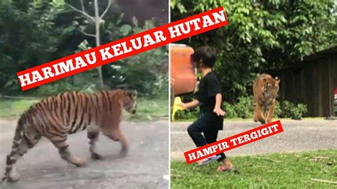 Fakta Teori Penyebab Harimau Turun Ke Pemukiman Dan Menyerang Warga