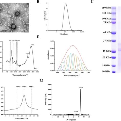 Characterization Of Wrnps A Transmission Electron Microscopic Tem