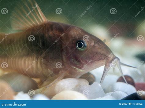 Corydoras catfish. stock image. Image of plants, green - 28671441