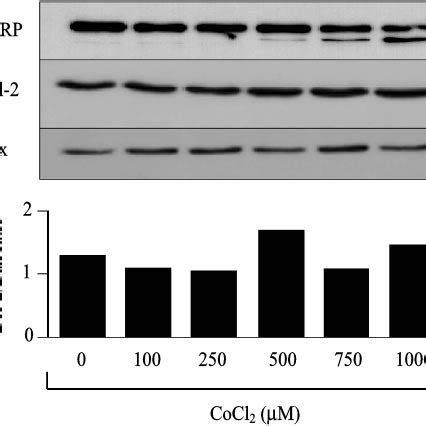 Western Blot Analysis Of Apoptosis Related Proteins In U Cells