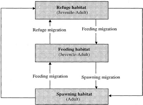 Generalised patterns of migration between the three basic habitats... | Download Scientific Diagram