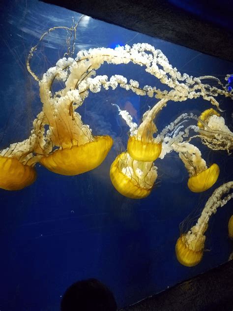 Aquarium of the Bay Tickets - San Francisco, CA