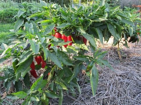 Jual Benih Bibit Cabe Jalapeno Early Haira Seed Benihkita