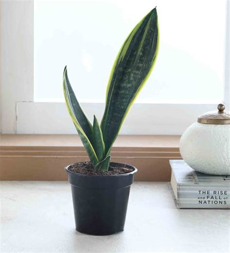 Buy Snake Plant Superba With Pot Natural Plant At 38 Off By Root