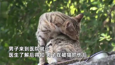 59岁男子“撸猫”后，反复低烧手部长出肿块，就医确诊“猫抓病” 千里眼视频 搜狐视频