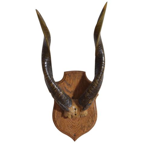 Eland Skull