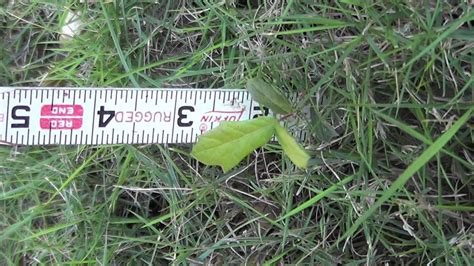 Live Oak Tree Seedlings At 1 And 8 Months Age Youtube