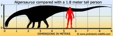 Image - Nigersaurus-size.jpg | Dinosaurswinxcharmed Wikia | FANDOM ...