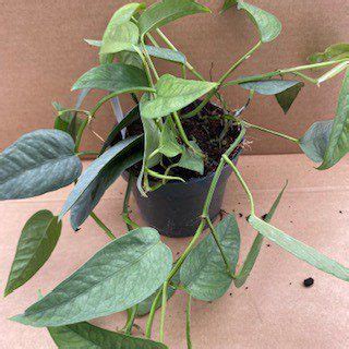 Pr Live Plant Devil S Ivy Cebu Blue Large Peregrine