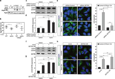 Yeast Set And Human Setd Act As Positive Regulators Of Autophagy A