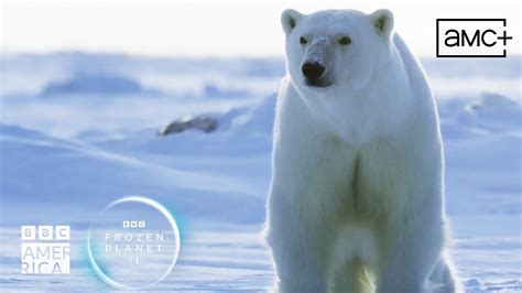 Learn How To Swim With Polar Bear Cubs 🌊 Frozen Planet Ii Bbc America Youtube