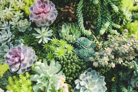 12 Types of Trailing Succulents - TopBackyards