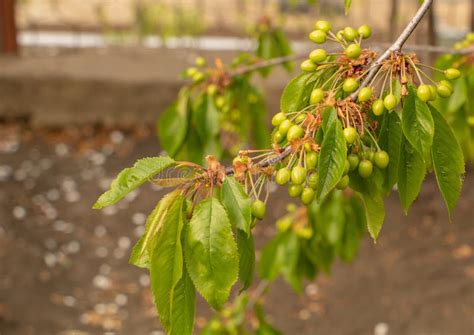 A Cherry Tree With Green Fruits In Early May Stock Photo Image Of