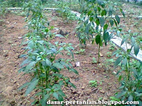 Terpopuler 28 Cara Menanam Cabe Rawit Di Sawah