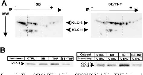 Figure From Tumor Necrosis Factor Induces Hyperphosphorylation Of