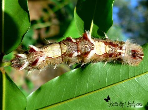 Blue Morpho Butterfly Caterpillar