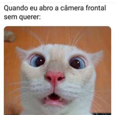 Imagens De Gatos Engra Ados Para Whatsapp The Best Status Images To