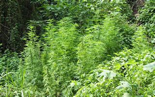 Polic A Nacional Civil De Guatemala Erradican Plantaci N De Marihuana