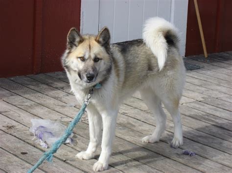 Greenland Dog Info, History, Temperament, Training, Puppies, Pictures