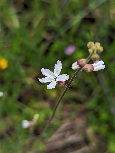 Lithophragma Bolanderi Agray