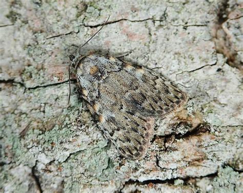 Black and White Moth: What Kind Is It? - A-Z Animals