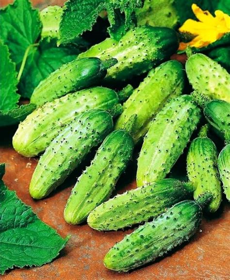 Seeds Cucumber Wisconsin Gherkin Pickling Vegetable Organic Heirloom