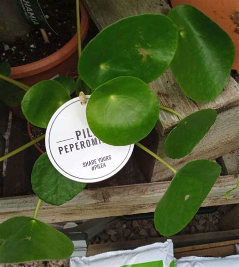 How To Revive A Dying Pilea Peperomioides Chinese Money Plant