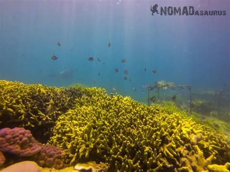 Scuba Diving In Nha Trang - Is It Worth It? | NOMADasaurus