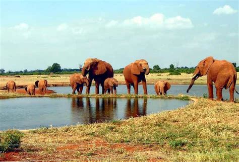 Nairobi Safari De D As Amboseli Tsavo Oeste Y Tsavo Este