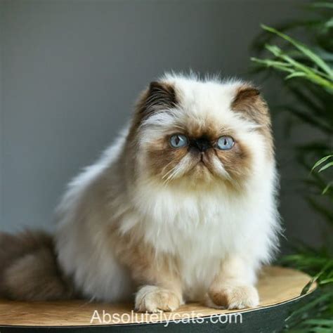 Ultimate Guide To Himalayan Persian Cat Care For A Happy And Healthy