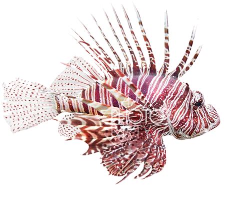 Fish Lionfish Pterois Volitans Bath Rug Gear New Clipart Large