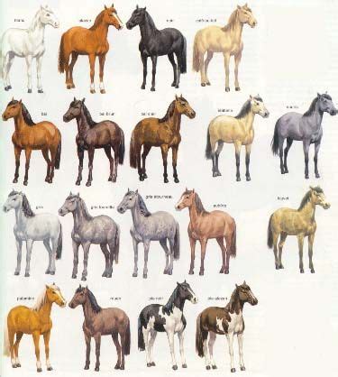 Cheval et leur robe Cheval Équestre Peinture