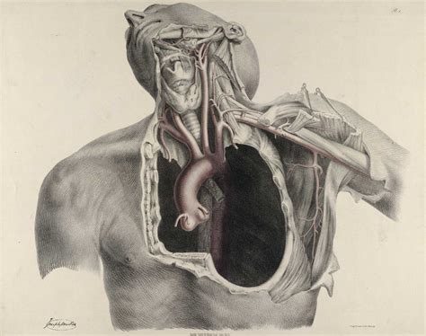 Human Anatomy Antique Anatomical Illustration, The Neck 2 - Lizars 1824 ...