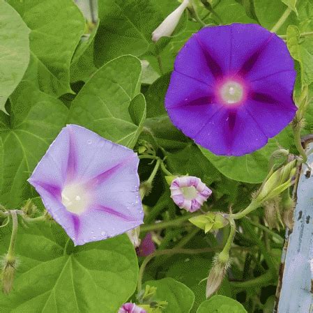 Floral Garden Crafts Home Hobby Code 502 10 Seeds Ipomea Purpurea