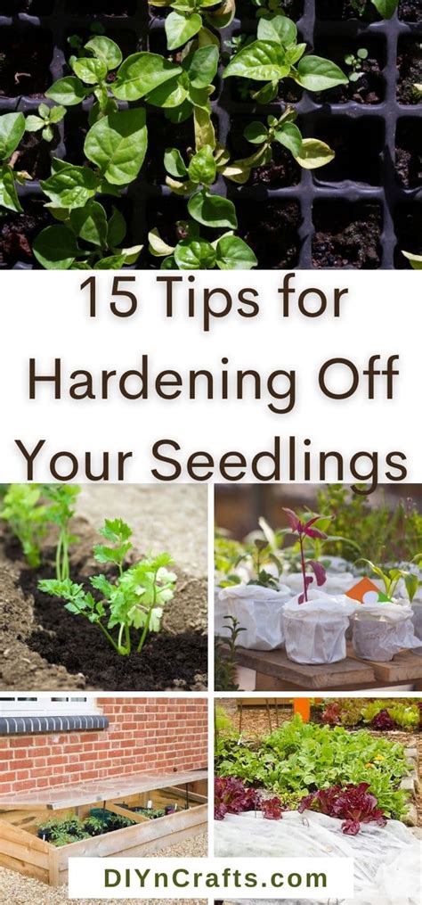 Master Gardener Tips For Hardening Off Your Seedlings Diy Crafts