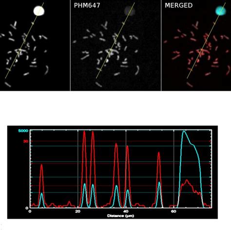 A Metaphase Spread Next To An Interphase Nucleus B Line Intensity