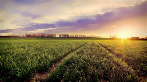 Online Crop Green Grass Field Nature Landscape Sunset Panoramas