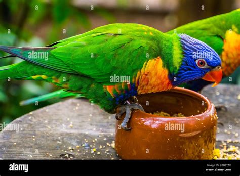 Z Learning 47 Lorikeet Feeding 47 Off