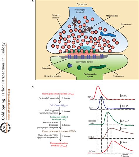 Figure 1 From Calcium Control Of Neurotransmitter Release Semantic