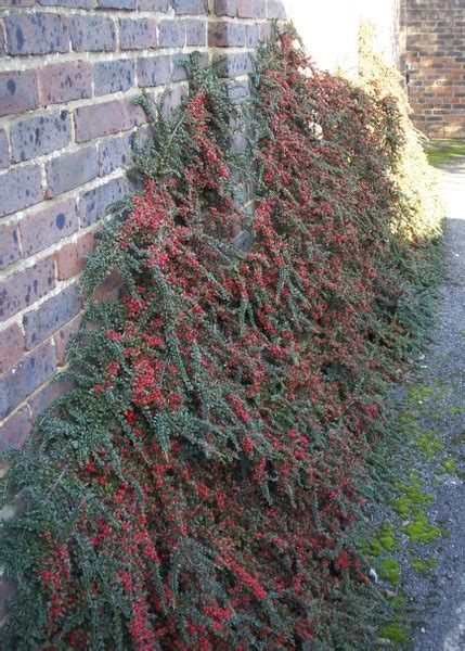 Cotoneaster horizontalis (Rockspray, Rockspray Cotoneaster) | North Carolina Extension Gardener ...