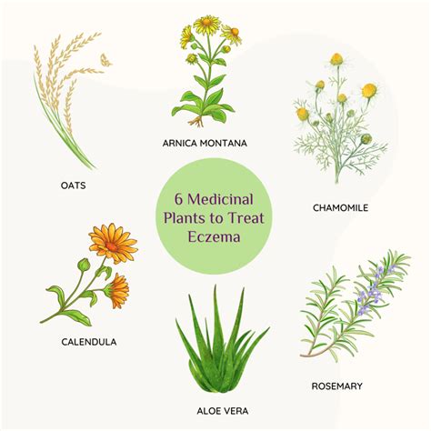 6 Medicinal Plants To Treat Eczema