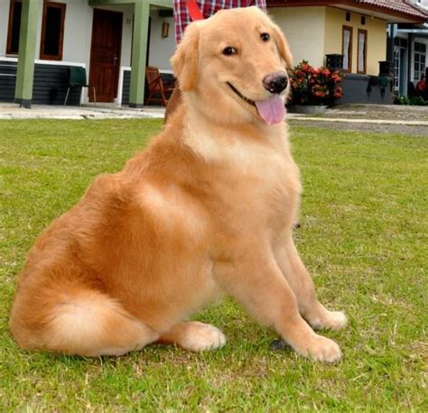 Sejarah Dan Karakter Anjing Ras Golden Dunia Seputar Anjing