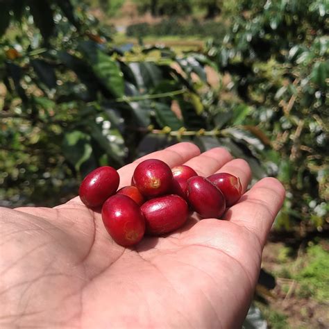 Kopi Kayu Aro Kopi Konservasi Solok Hantaran