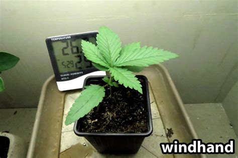 10 Odd Realities About Growing Cannabis Plants Grow Weed Easy